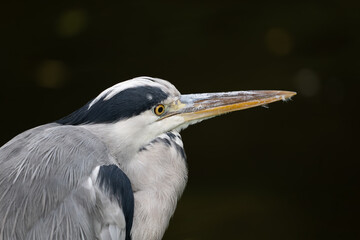 Grey Heron Bird Portrait