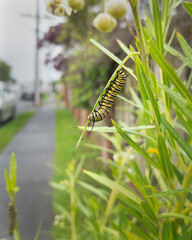 Monarch butterfly caterpillar feeding on milkweed leaf growing along the pedestrian path. Vertical format.