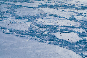 Phoque du Groenland, femelle et jeune, Pagophilus groenlandicus
