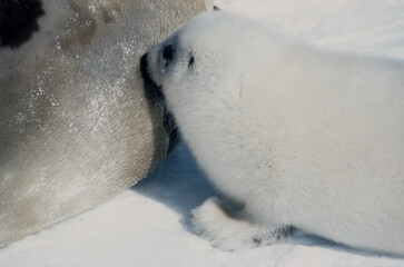 Obraz premium Phoque du Groenland, femelle et jeune, Pagophilus groenlandicus