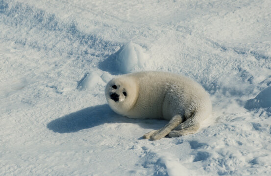 Phoque du Groenland,  jeune, blanchon, Pagophilus groenlandicus