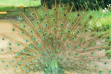 peacock's fanned tail