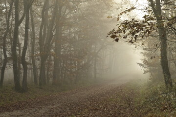 Obraz premium chemin de forêt dans la brume en automne