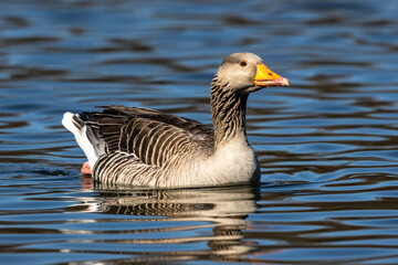 The greylag goose, Anser anser is a species of large goose