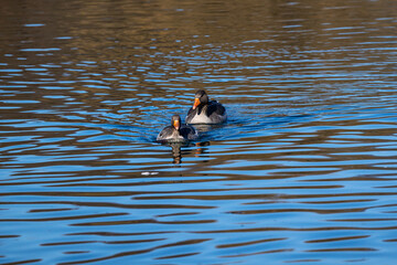 The greylag goose, Anser anser is a species of large goose
