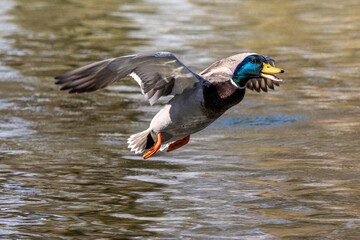 Wild duck or mallard, Anas platyrhynchos flying over a lake in Munich, Germany