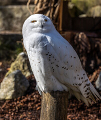 The Snowy Owl, Bubo scandiacus is a large, white owl of the owl family