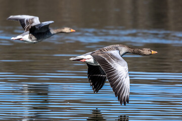 The flying greylag goose, Anser anser is a species of large goose