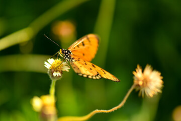 Golden butterfly landing on small white flower