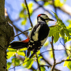 The Great Spotted Woodpecker, Dendrocopos major is sitting on the branch of tree