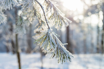 Hoarfrost and snow on the pine tree