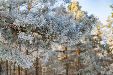 Pine tree in the winter forest.