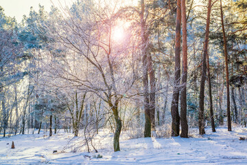 Sunny winter day in the park.