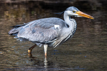 While fishing in the moving water a grey heron, Ardea cinerea successfully caught a fish.