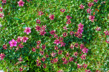 Alpine flowers background