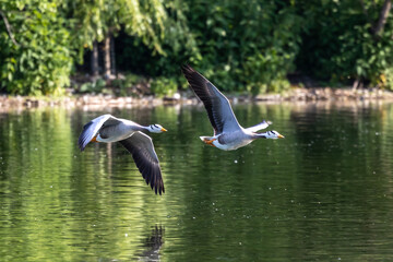 The bar-headed goose, Anser indicus flying over a lake in English Garden in Munich