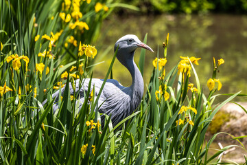 The Blue Crane, Grus paradisea, is an endangered bird