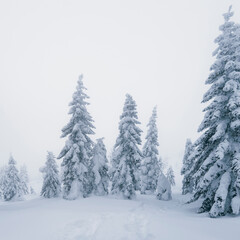 Winter nature. Foggy winter morning in Carpathian mountains with snow covered fir trees. Frosty weather. Christmas background. Artistic style.