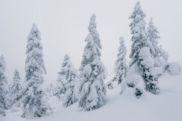 Winter nature. Foggy winter morning in Carpathian mountains with snow covered fir trees. Frosty weather. Christmas background. Artistic style.