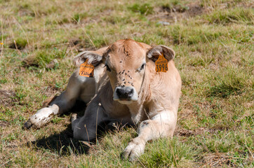Fototapeta na wymiar Calves sucking the milk from the cow in the Piedmont pastures in Italy