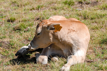 Calves sucking the milk from the cow in the Piedmont pastures in Italy