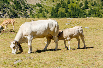 Calves sucking the milk from the cow in the Piedmont pastures in Italy