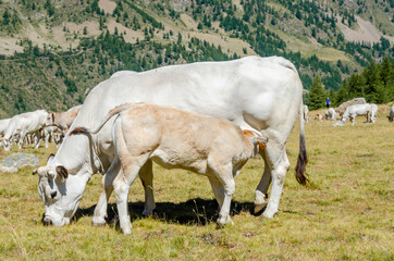 Calves sucking the milk from the cow in the Piedmont pastures in Italy