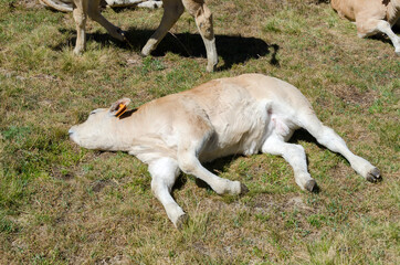 Fototapeta premium Calves sucking the milk from the cow in the Piedmont pastures in Italy