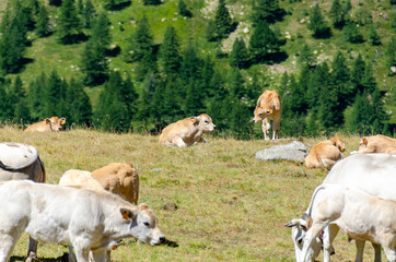 Fototapeta na wymiar Calves sucking the milk from the cow in the Piedmont pastures in Italy