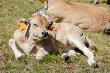 Calves sucking the milk from the cow in the Piedmont pastures in Italy