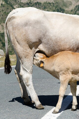 Calves sucking the milk from the cow in the Piedmont pastures in Italy