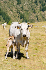 Calves sucking the milk from the cow in the Piedmont pastures in Italy