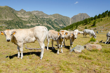 Obraz premium Calves sucking the milk from the cow in the Piedmont pastures in Italy