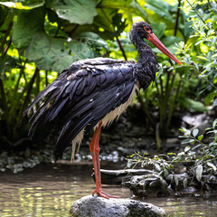Black stork, Ciconia nigra in a german nature park