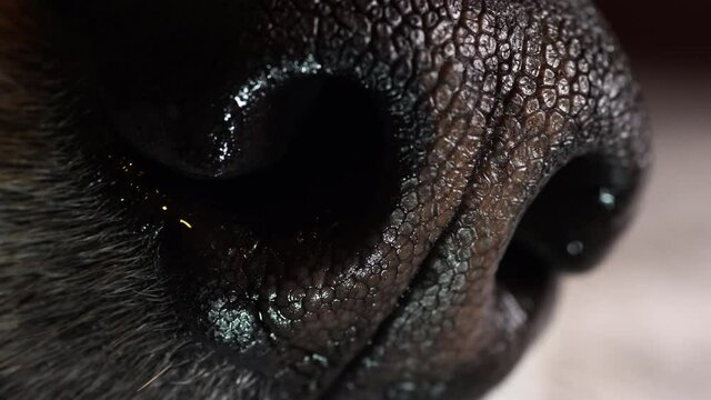 Macro of the nose of a dog with conspicuous crenellations. Angled view, dolly right.