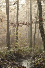 forêt dans la brume aux couleurs de l'automne