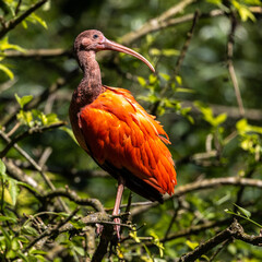 Naklejka premium Scarlet ibis, Eudocimus ruber. Wildlife animal in the zoo