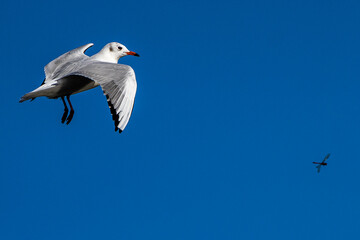 The European Herring Gull, Larus argentatus is a large gull