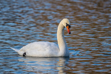 Mute swan, Cygnus olor swimming on a lake