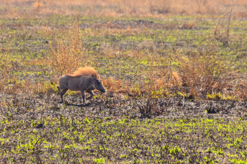 Common warthog (Phacochoerus africanus) in savanna in Serengeti national park, Tanzania