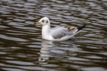 The European Herring Gull, Larus argentatus is a large gull