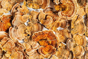 Trametes versicolor is a polypore mushroom, commonly known as turkey's tail. Isolated on white...