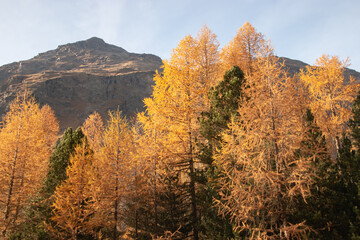 Fototapeta premium Colors of the autumn in St. Moritz..