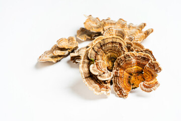 Trametes versicolor is a polypore mushroom, commonly known as turkey's tail. Isolated on white background. © Maksim Shebeko