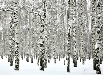 Winter birches with branches covered with snow on a clear February day