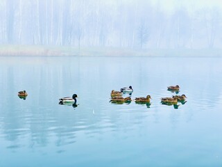 Wild ducks swim in the water on a foggy day.