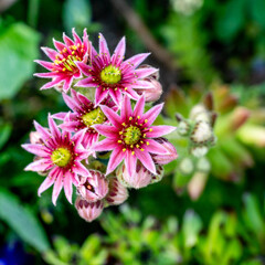 Obraz premium Sempervivum