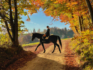 Female horseback rider explores fall colored woods with her brown thoroughbred