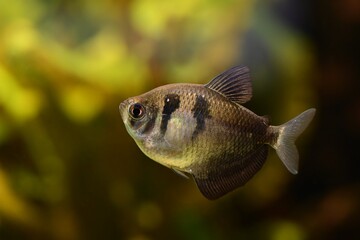 Popularna rybka akwariowa żałobniczka (Gymnocorymbus ternetzi) - obrazy, fototapety, plakaty