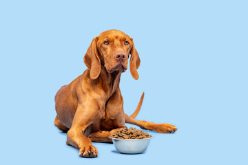 Dog food studio shot. Vizsla dog with bowl full of kibble isolated over pastel blue background. Dry...